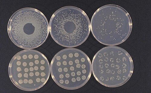 Pseudomonas syringae: suyu sıfırın hemen üstünde dondurabilen bir protein üretir; yağmuru ve karı tetikleyebilen, kendi ulaşım ağını kuran bir bakteri.